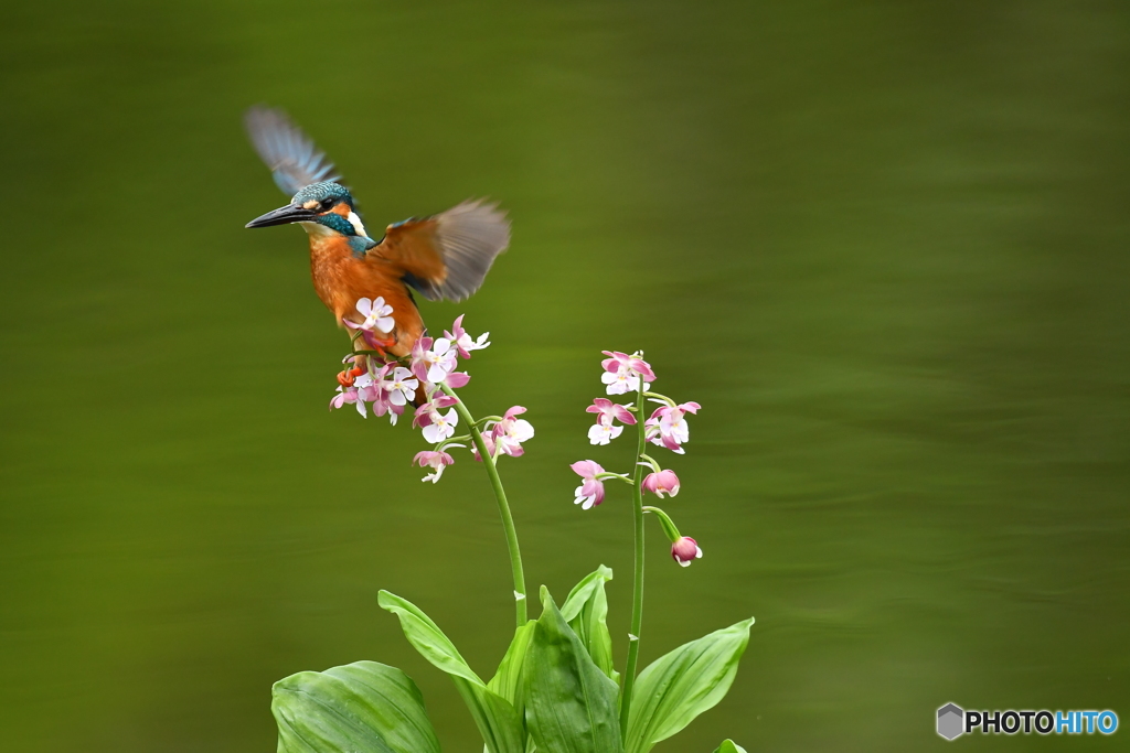 エビネランとカワセミ