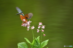 エビネランとカワセミ