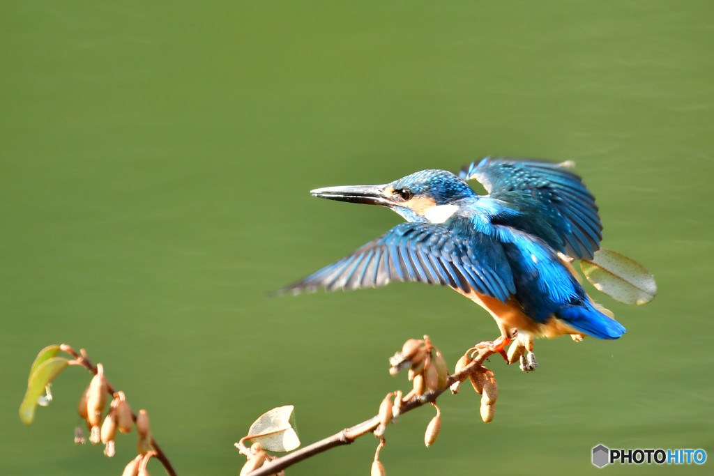 グミとカワセミ