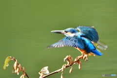 グミとカワセミ