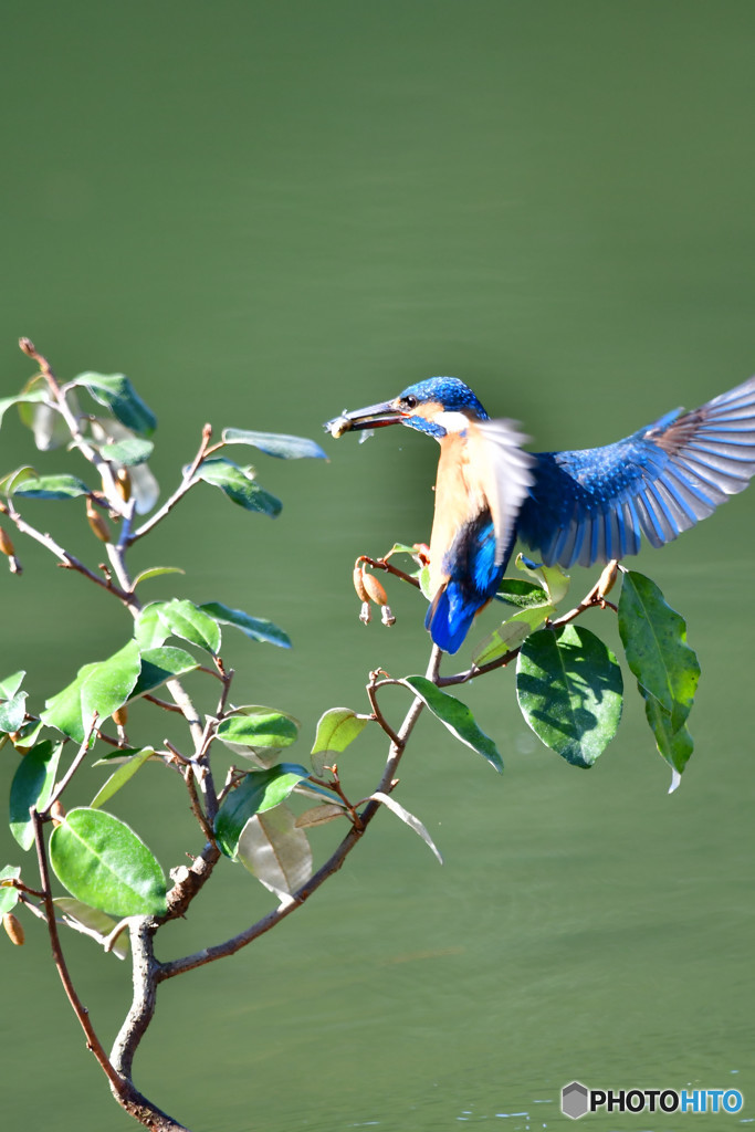 グミとカワセミ