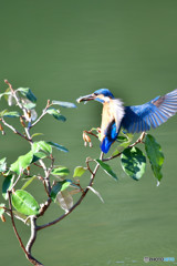 グミとカワセミ