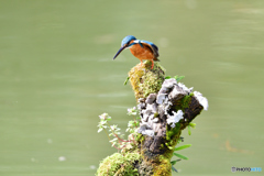 コケとカワセミ