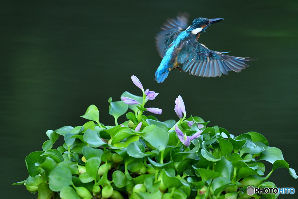 ホテイアオイとカワセミ