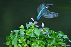 ホテイアオイとカワセミ