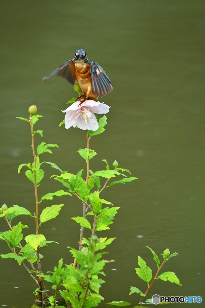 ムクゲとカワセミ