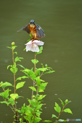 ムクゲとカワセミ