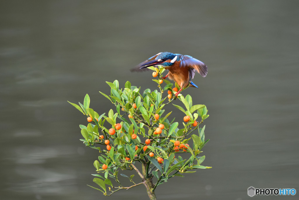 キンズとカワセミ