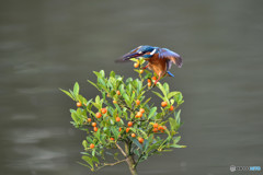 キンズとカワセミ