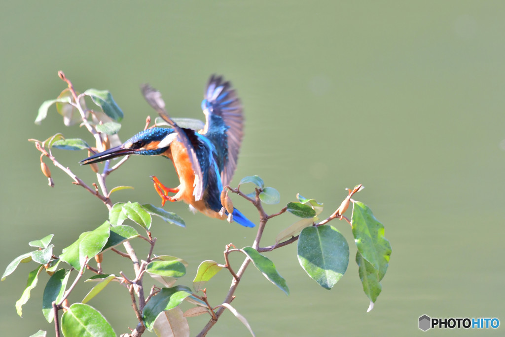 グミとカワセミ