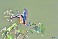 グミとカワセミ