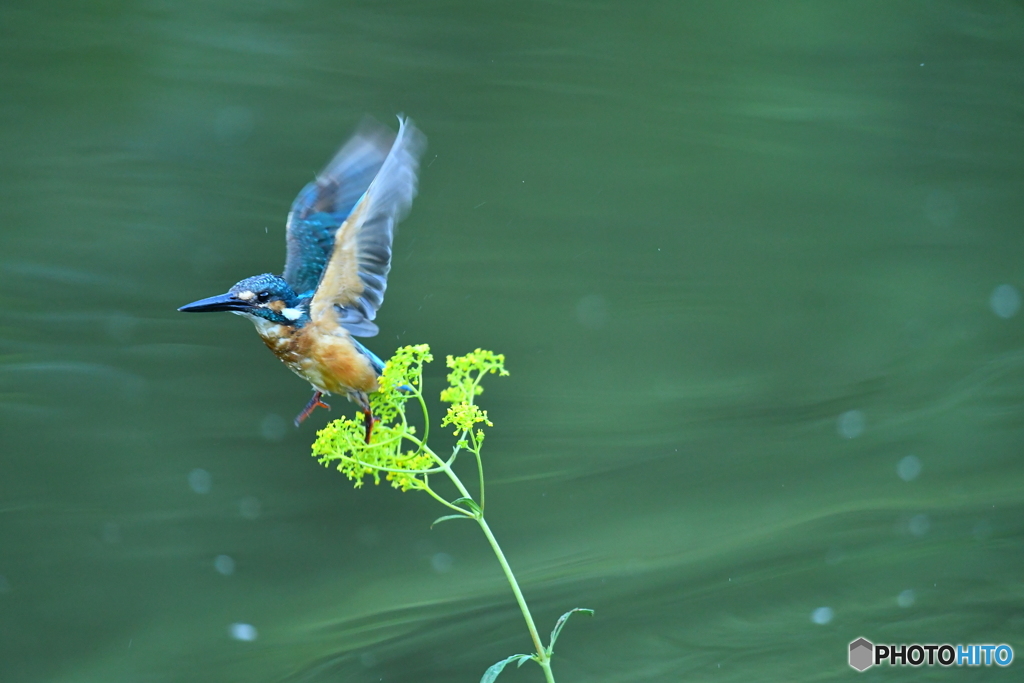 オミナエシとカワセミ