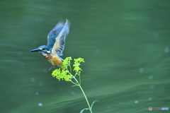 オミナエシとカワセミ