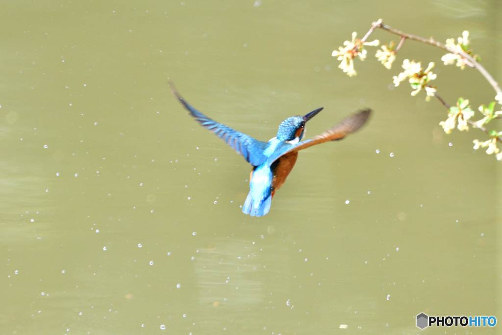グミの花とカワセミ