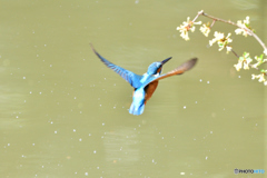 グミの花とカワセミ