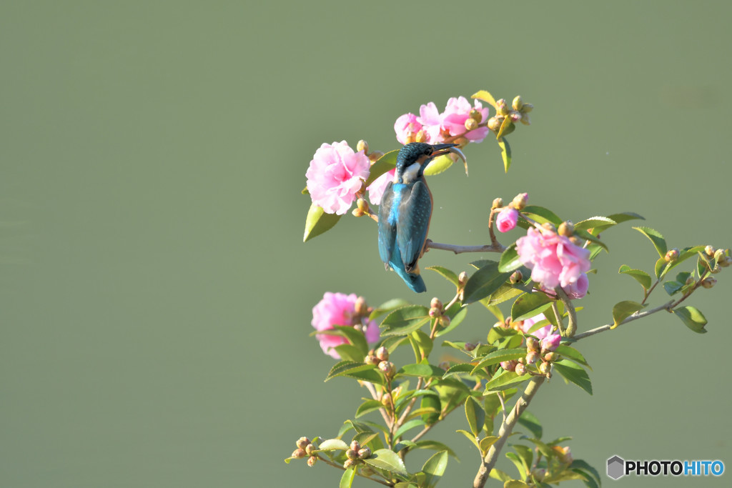 サザンカとカワセミ