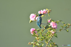 サザンカとカワセミ