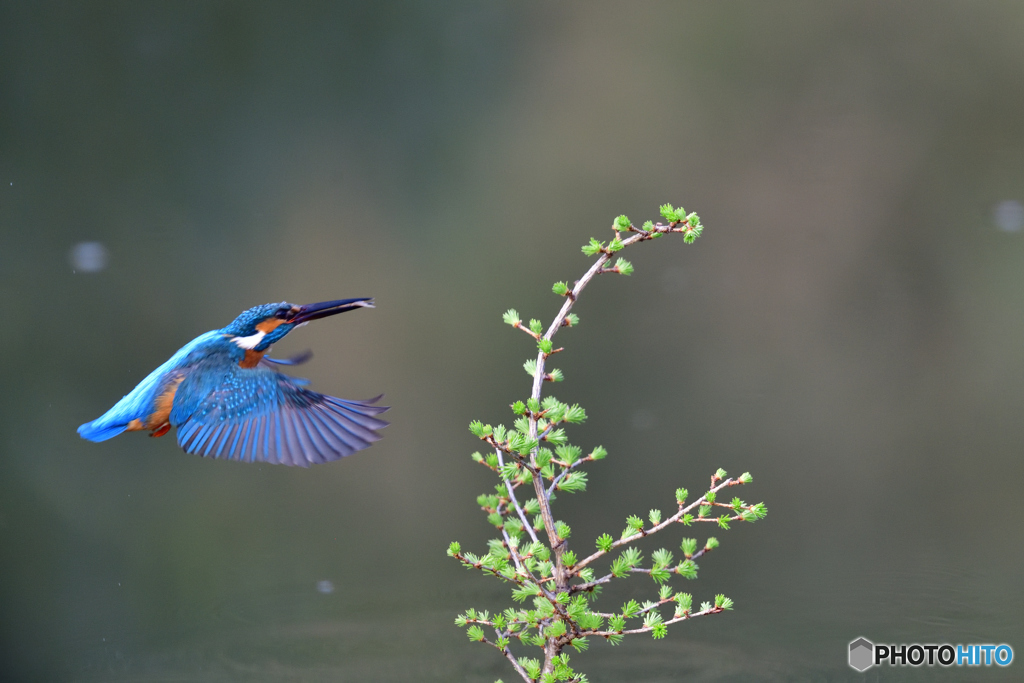 カラマツとカワセミ