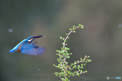 カラマツとカワセミ