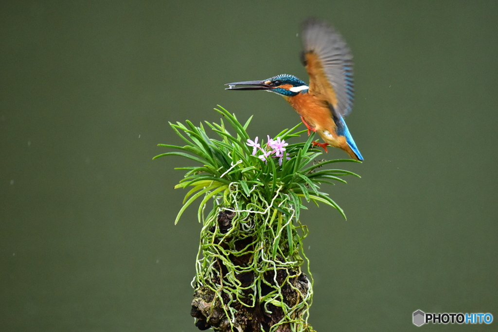 富貴蘭とカワセミ