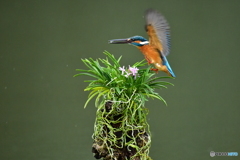 富貴蘭とカワセミ