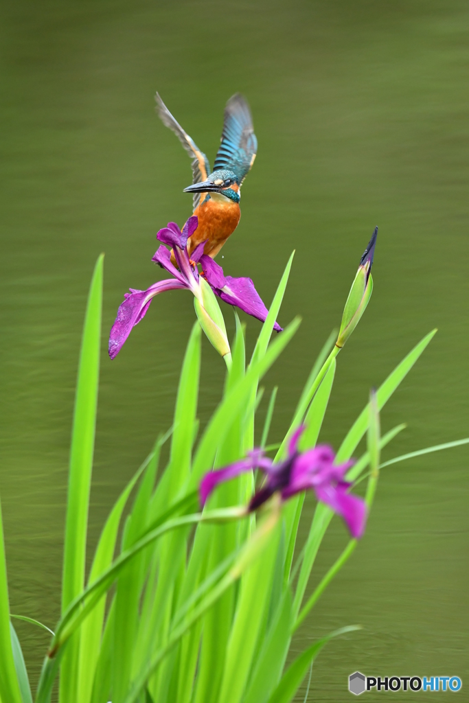 カキツバタとカワセミ