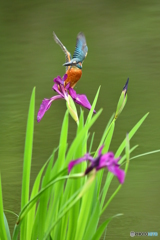 カキツバタとカワセミ