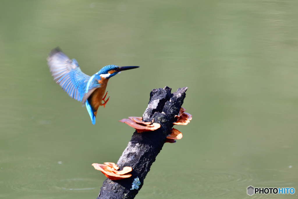 キノコとカワセミ
