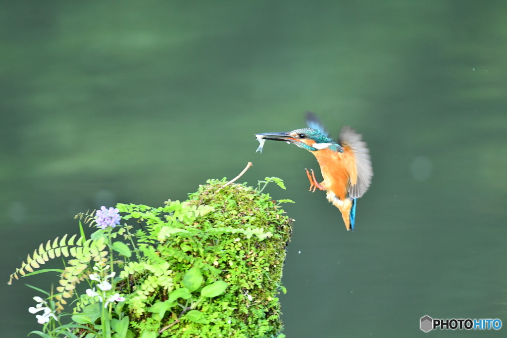 山野草とカワセミ