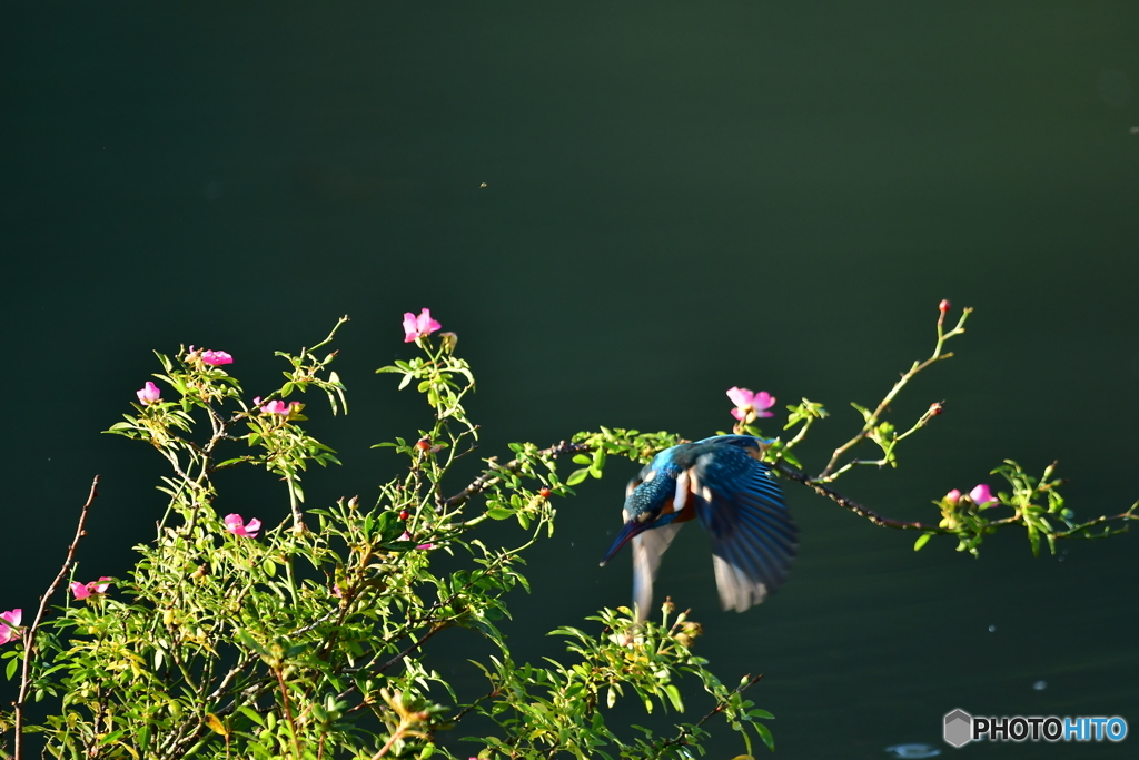 野バラとカワセミ
