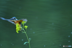オミナエシとカワセミ