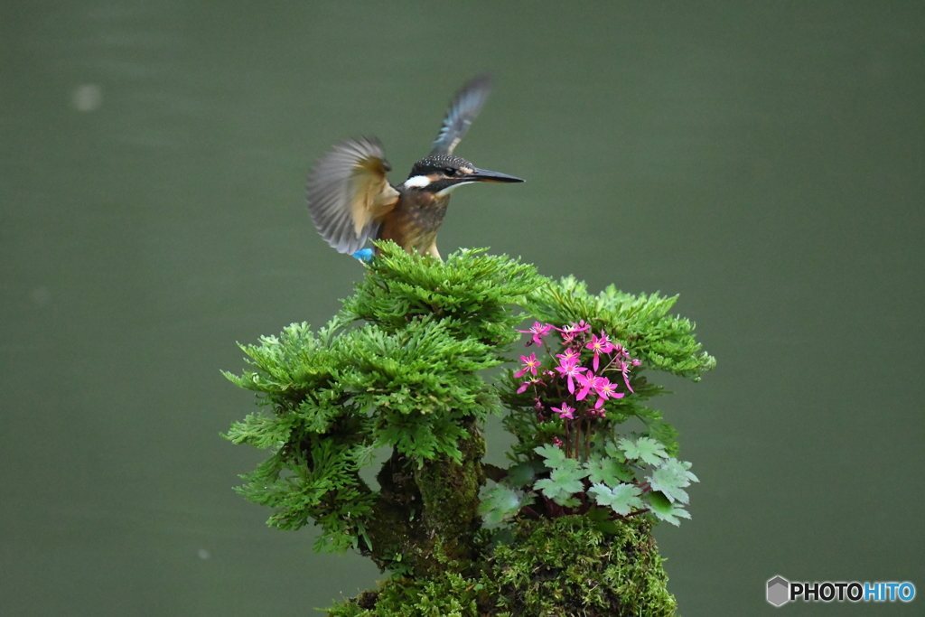 岩松とカワセミ