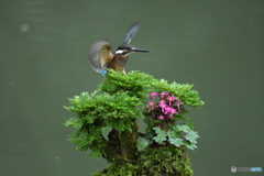 岩松とカワセミ