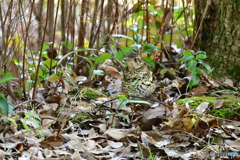 トラツグミ