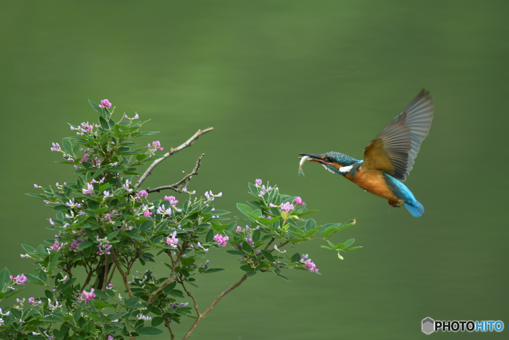 木萩とカワセミ