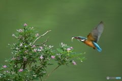 木萩とカワセミ