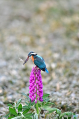 ルピナスとカワセミ