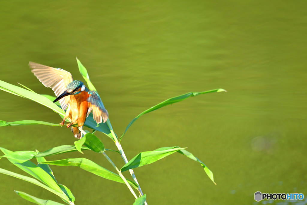 ササとカワセミ