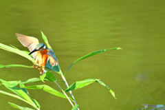 ササとカワセミ