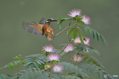 ネムノキとカワセミ