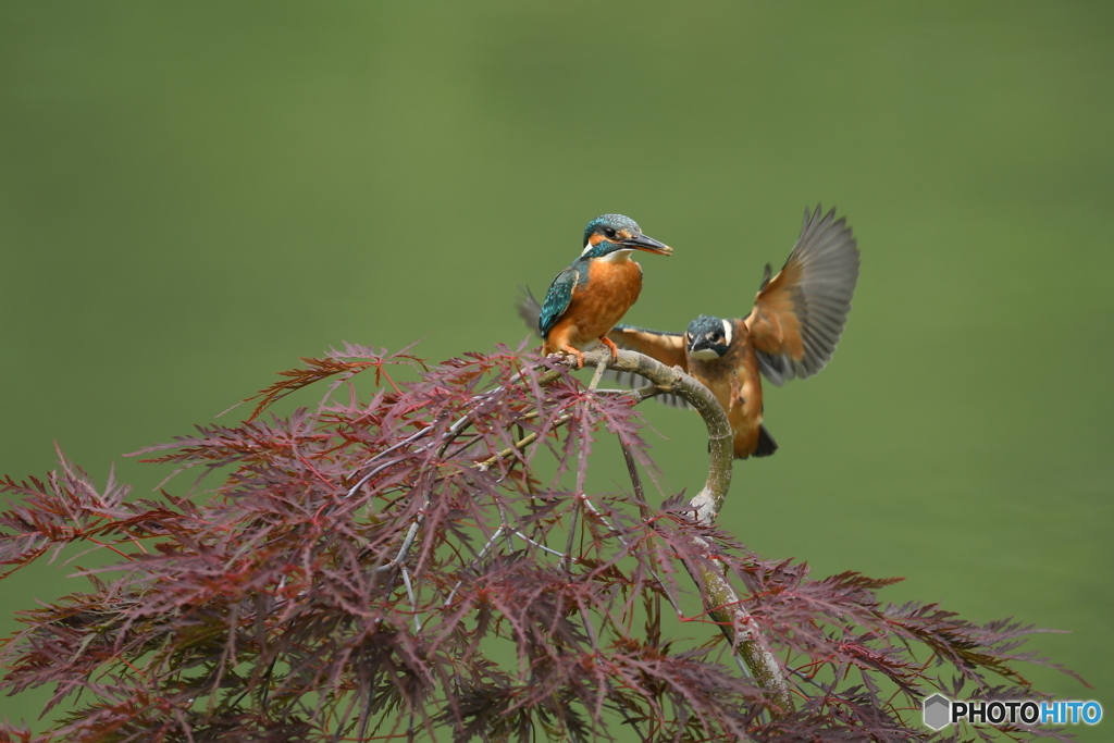 枝垂れ紅葉とカワセミ親子