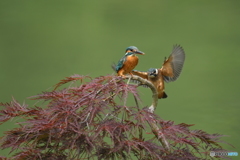 枝垂れ紅葉とカワセミ親子