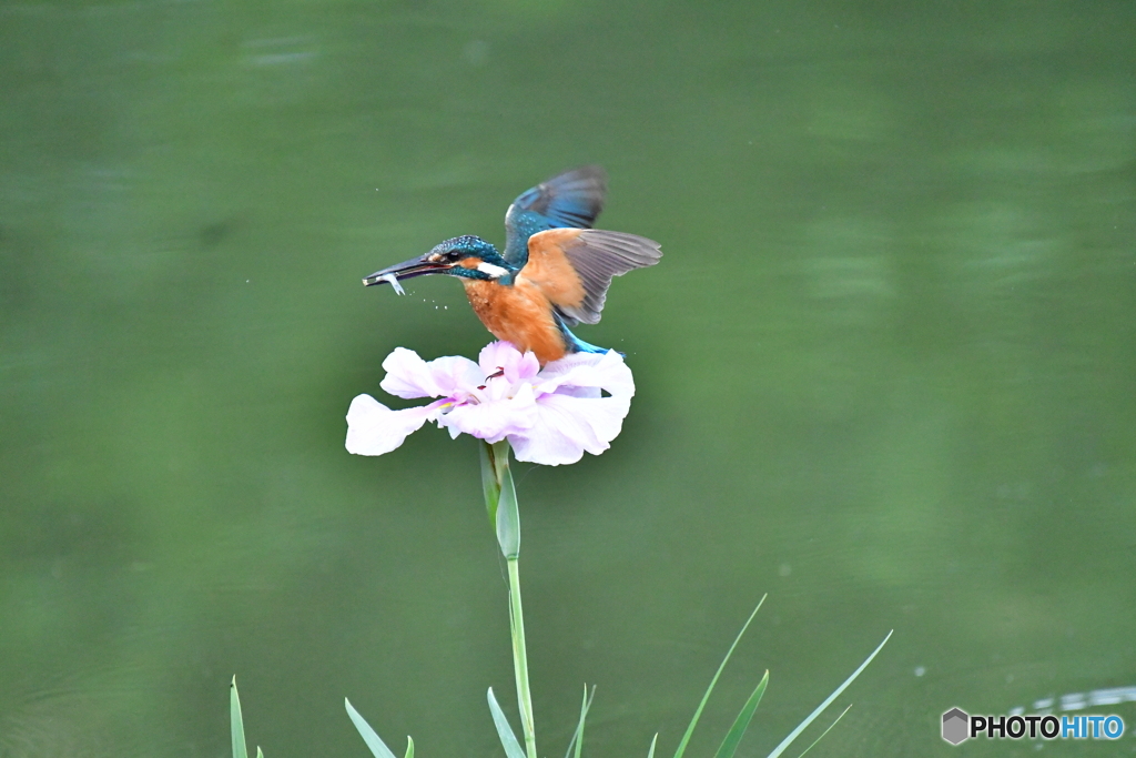 花ショウブとカワセミ