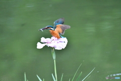 花ショウブとカワセミ