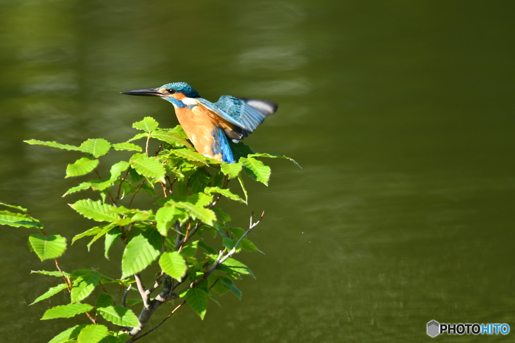 ブナとカワセミ