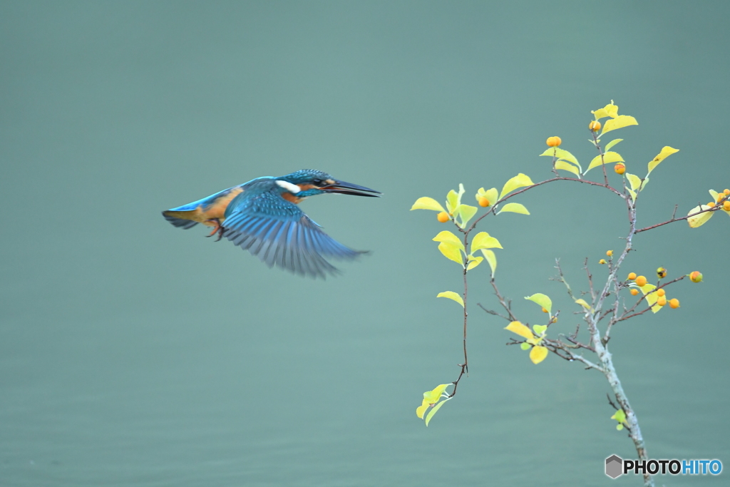 ツルウメモドキとカワセミ