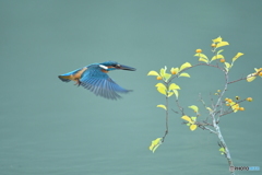 ツルウメモドキとカワセミ