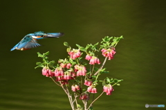 箱根ツリガネツツジとカワセミ