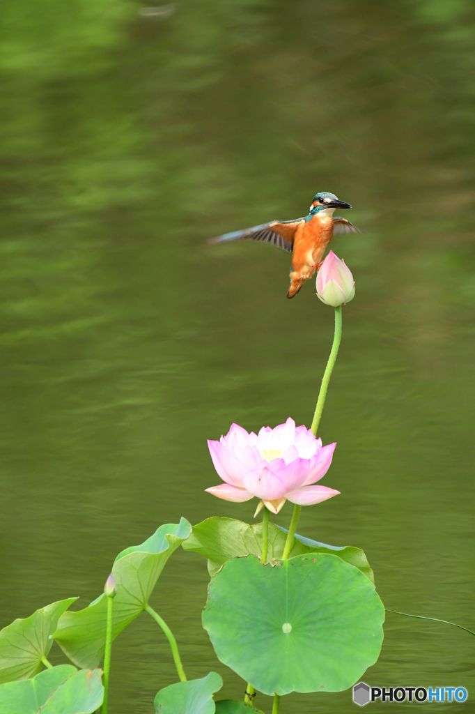 蓮の花とカワセミ