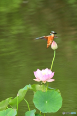 蓮の花とカワセミ